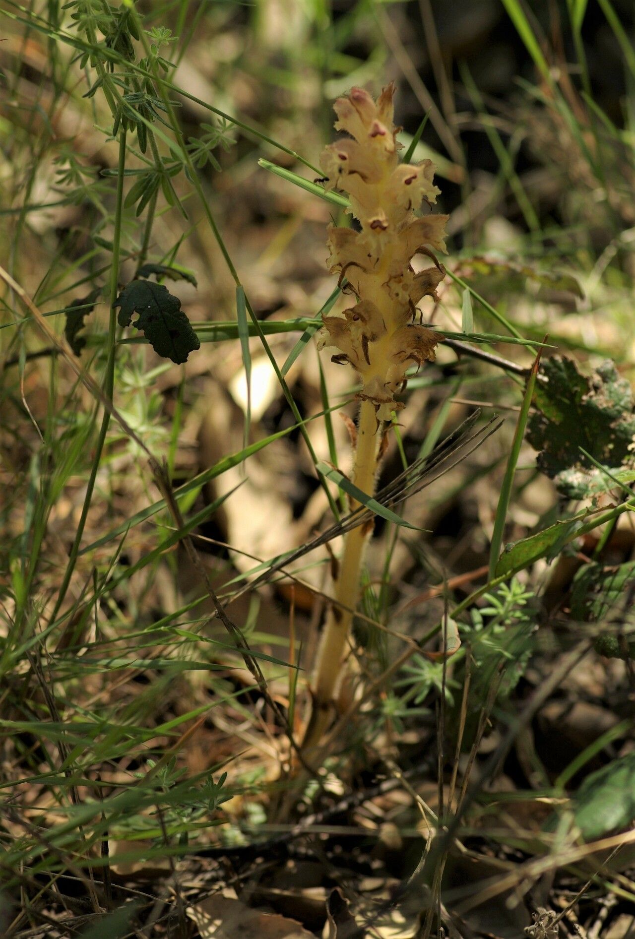 Orobanche alsatica flower
