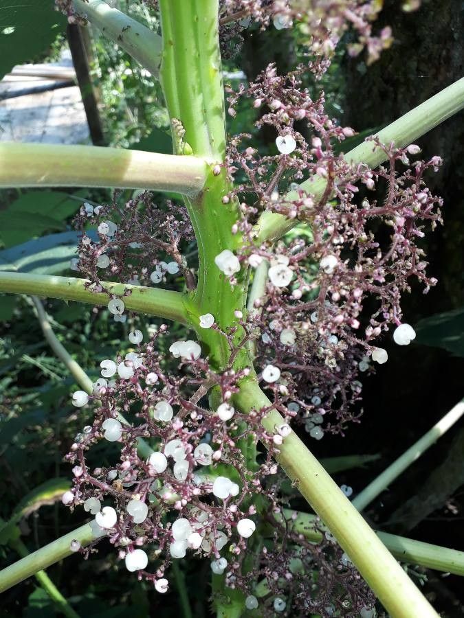 Urera baccifera flower