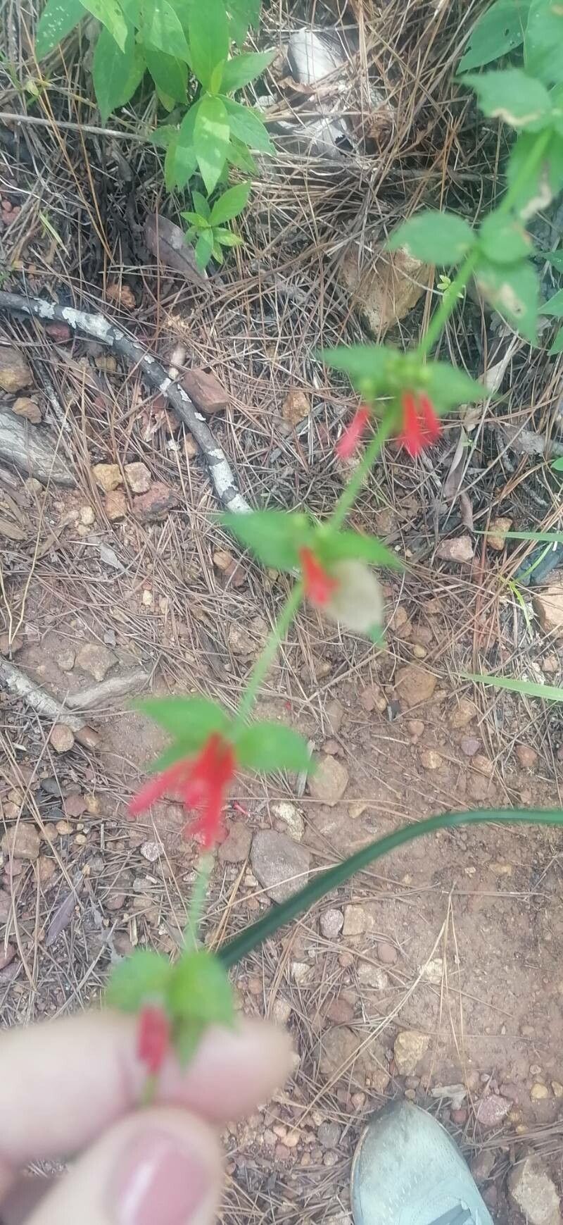 Russelia coccinea leaf