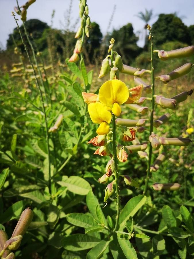 Crotalaria alata flower
