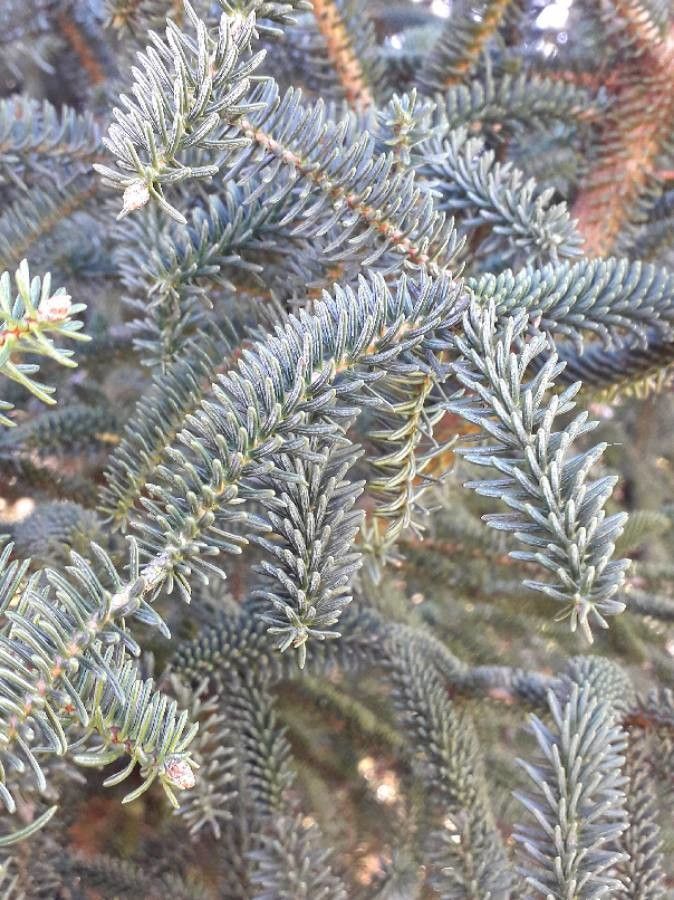 Abies pinsapo leaf