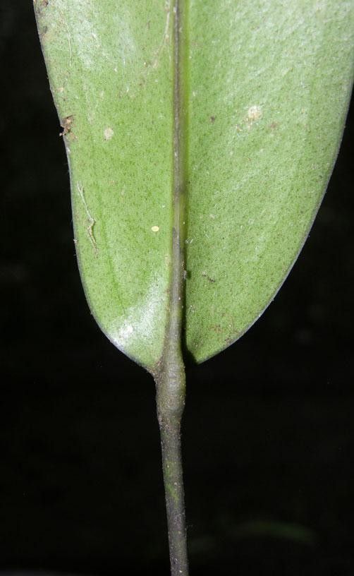 Anthurium austin-smithii leaf