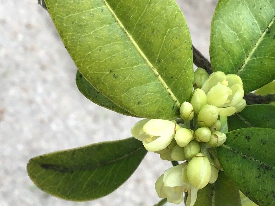 Atalantia citroides flower