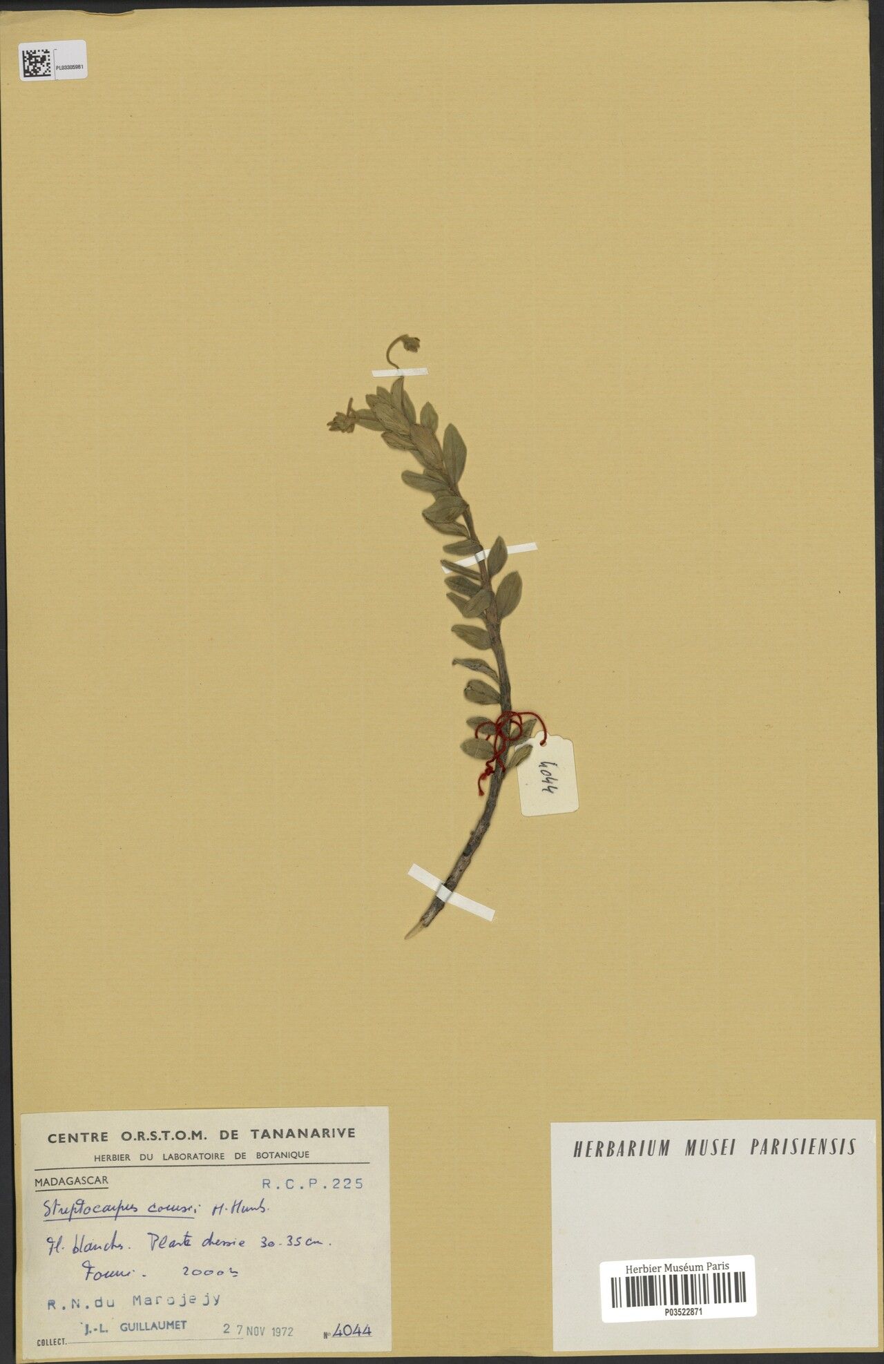 Streptocarpus coursii — search result for 'Streptocarpus'