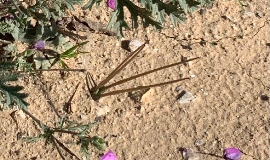 Erodium crassifolium fruit