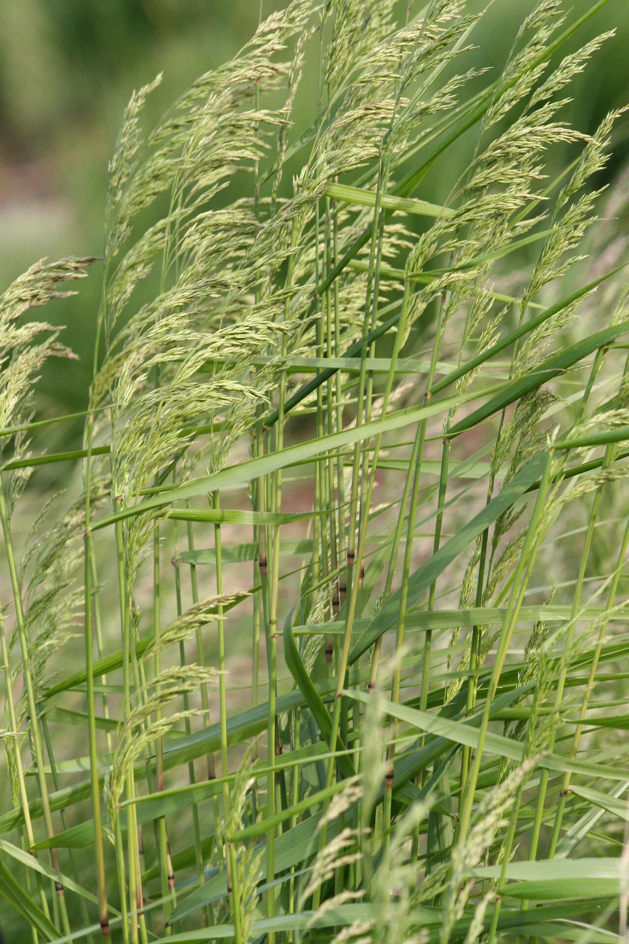 Festuca altissima flower