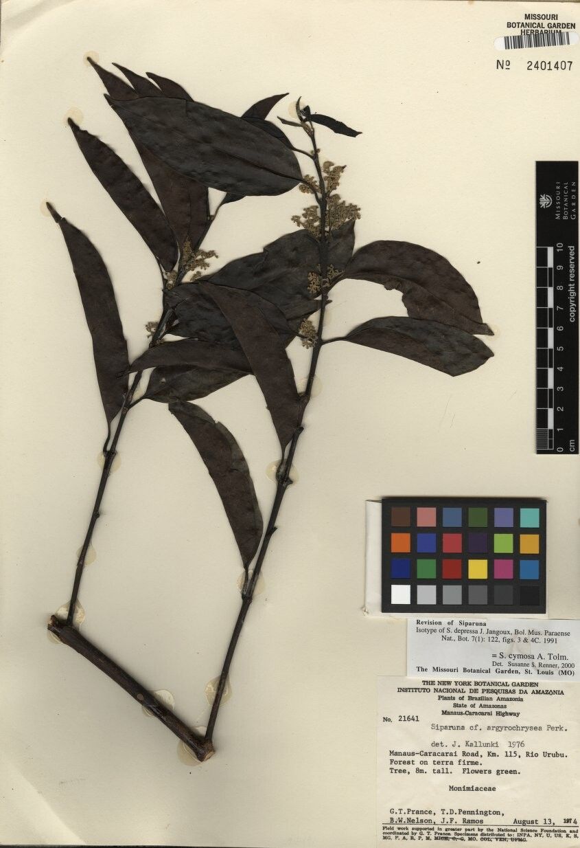 Siparuna cymosa — related species from the same genus