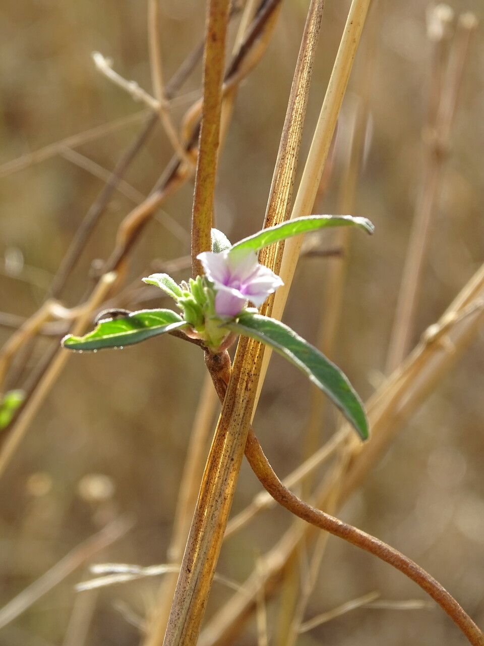 Ipomoea heterotricha habit