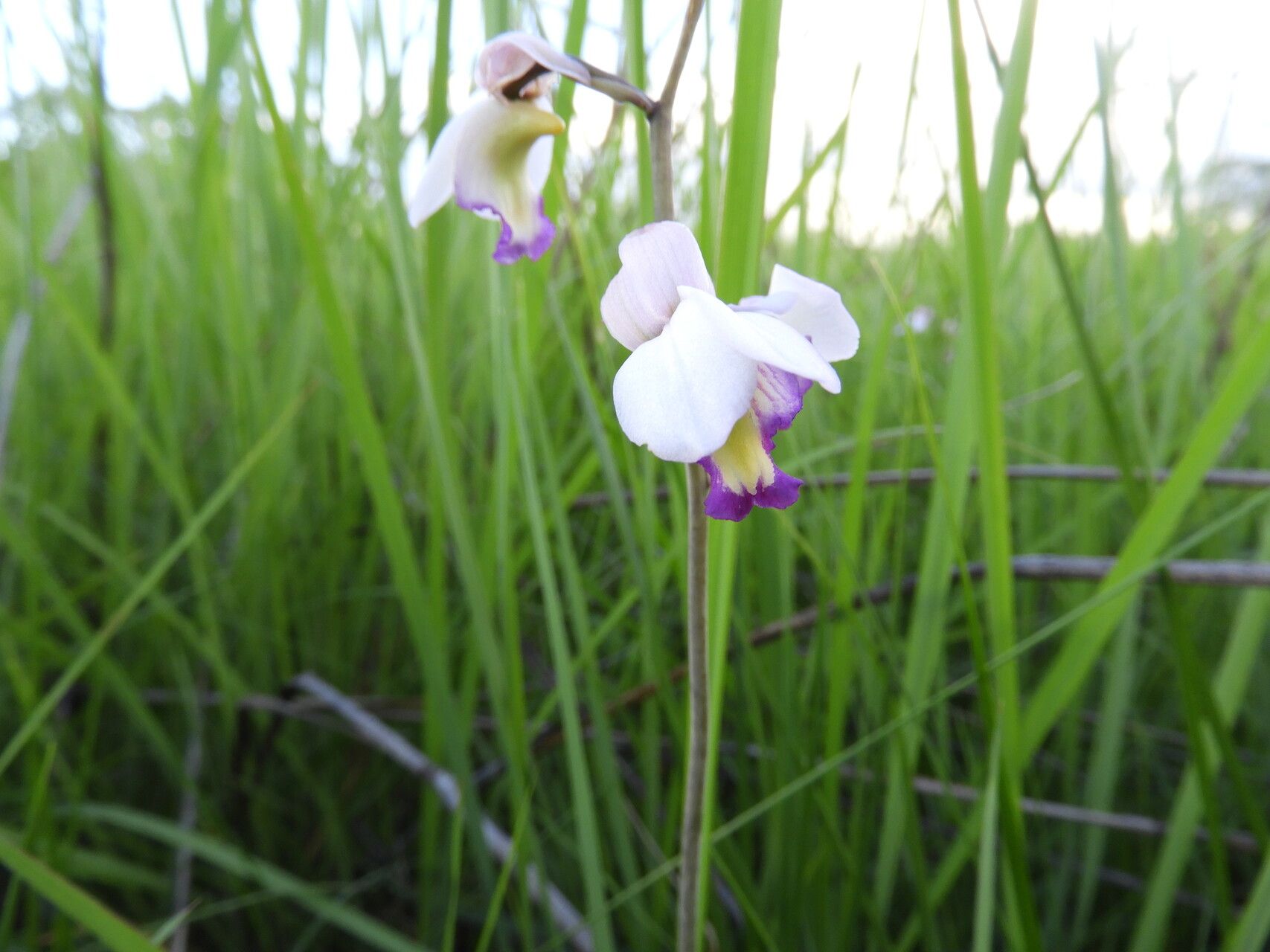 Eulophia calantha — houseplant care guide