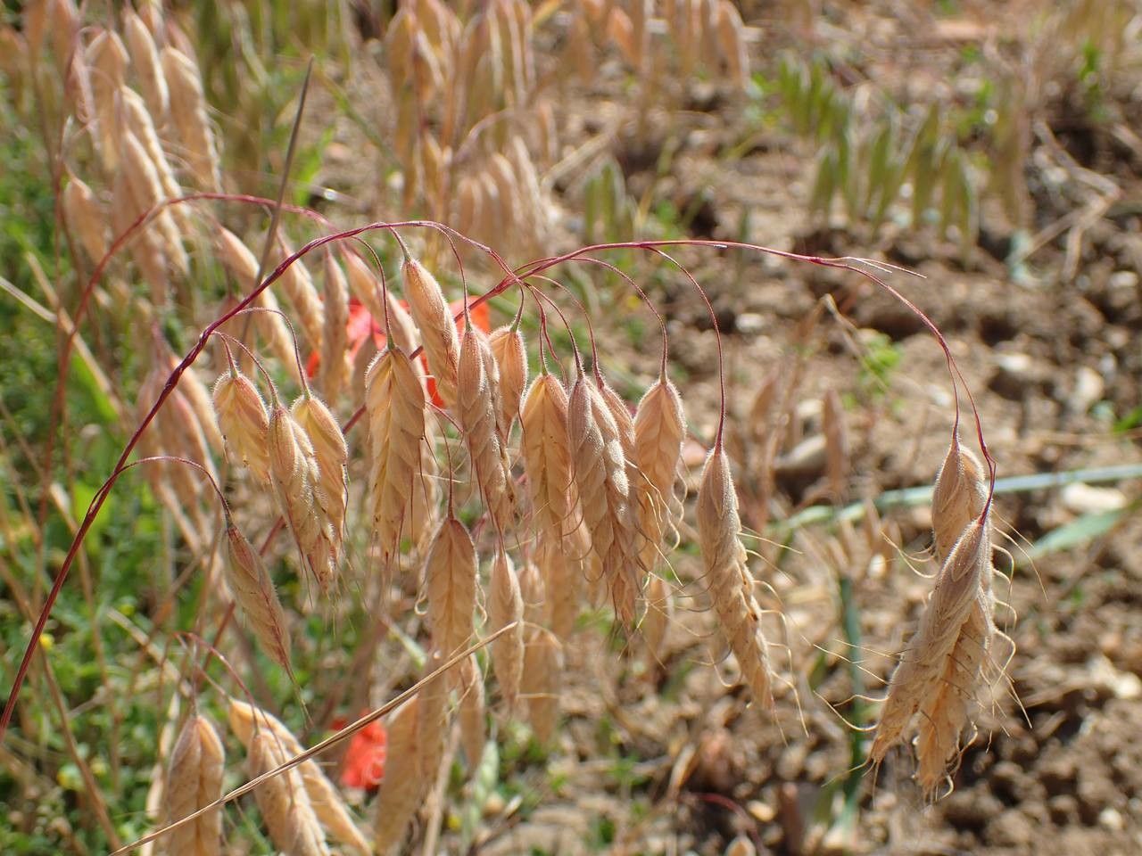 Bromus squarrosus fruit