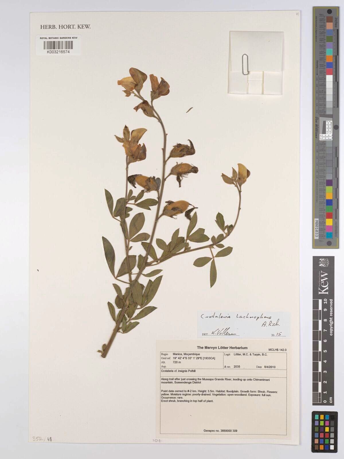 Crotalaria lachnophora — houseplant care guide