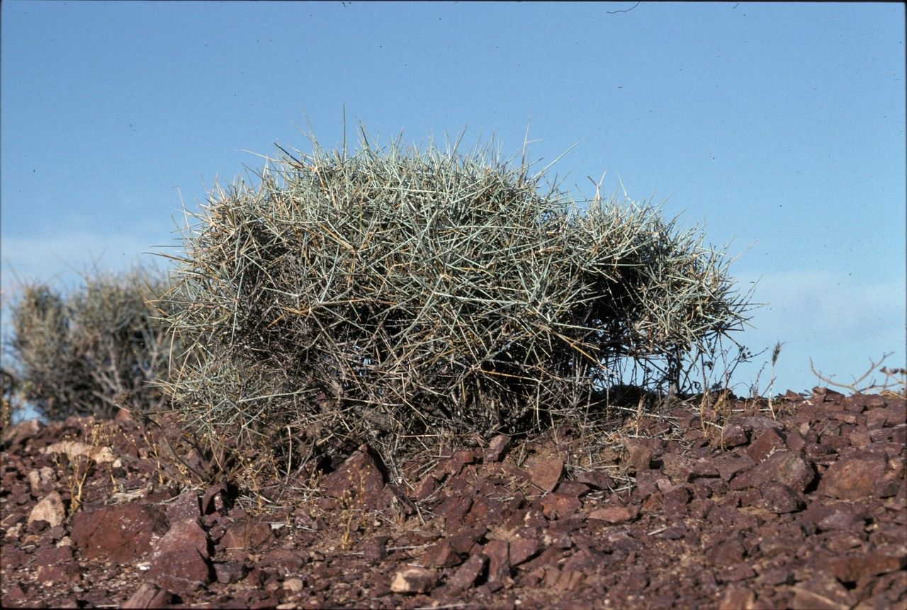 Ephedra funerea — houseplant care guide