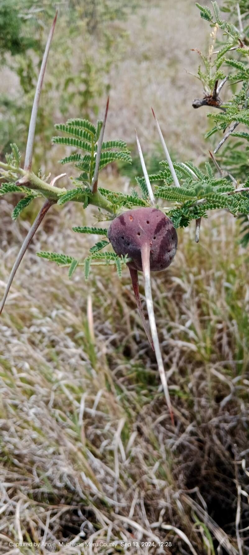 Vachellia drepanolobium flower