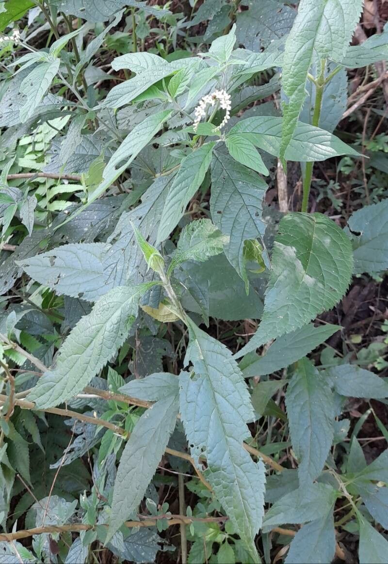 Heliotropium transalpinum habit
