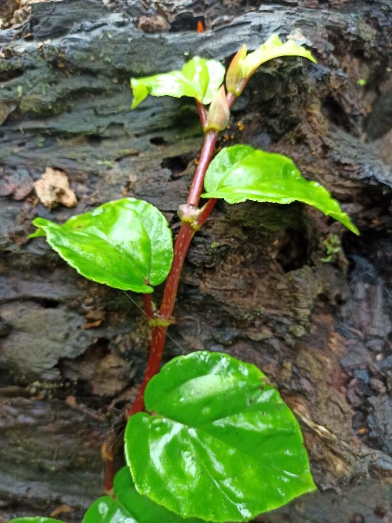 Begonia glabra leaf