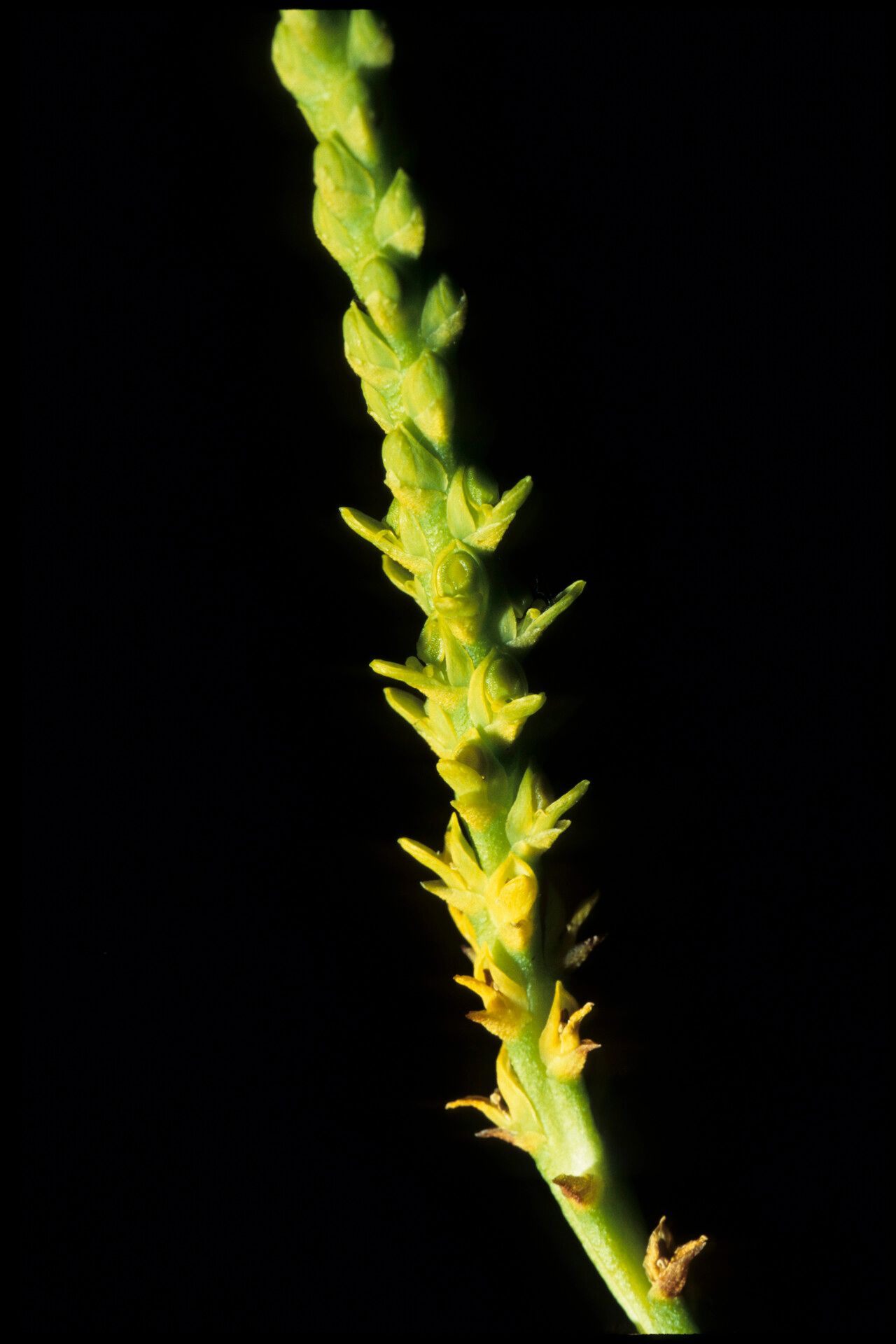 Bulbophyllum subcrenulatum — houseplant care guide