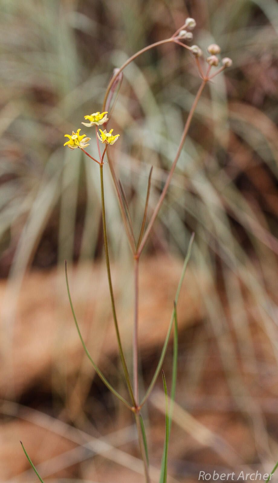 Asclepias aurea habit
