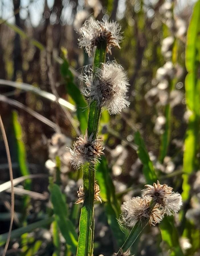 Baccharis crispa fruit