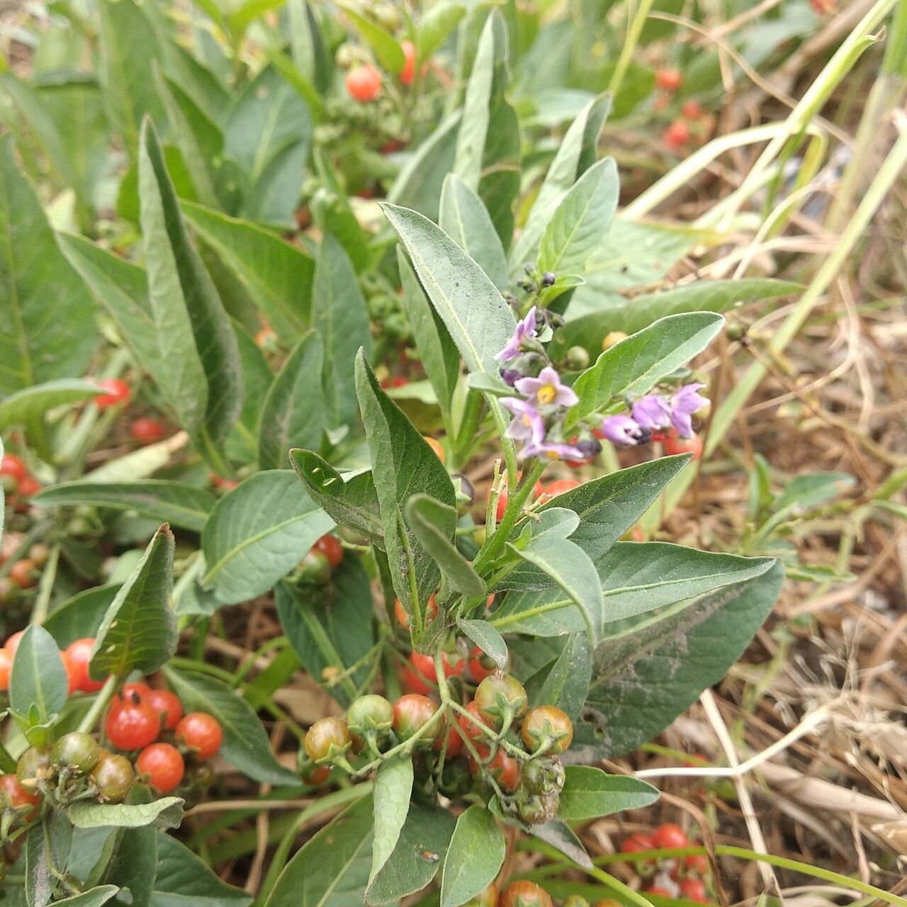 Solanum corymbosum habit