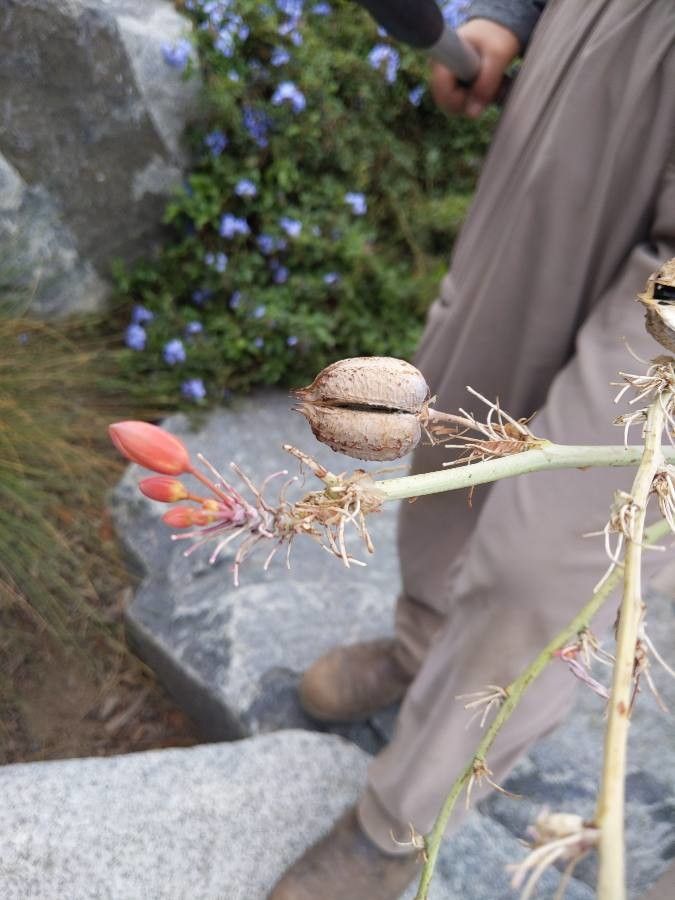 Hesperaloe parviflora fruit