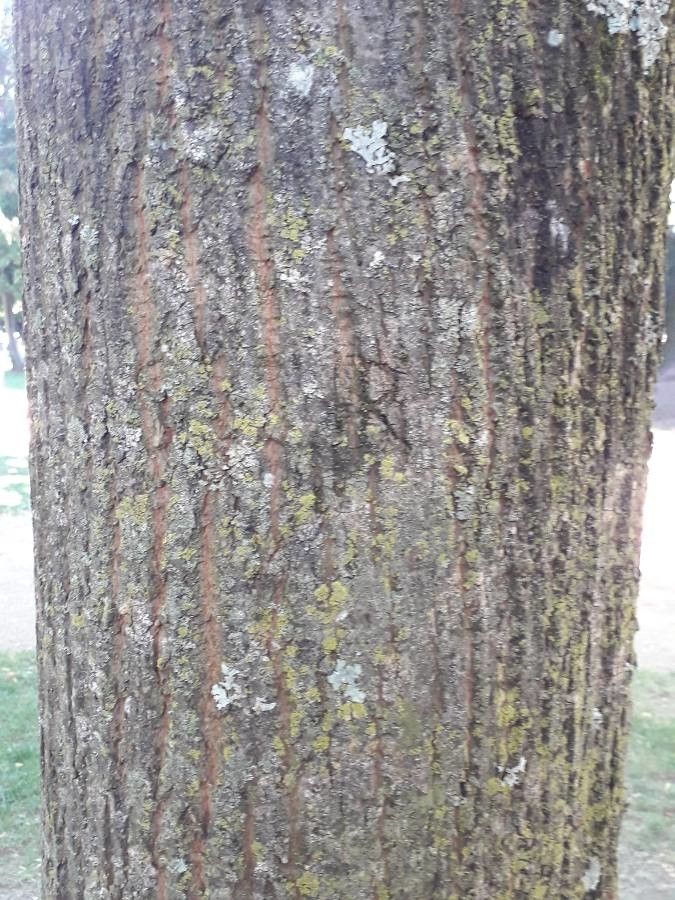 Tilia monticola bark