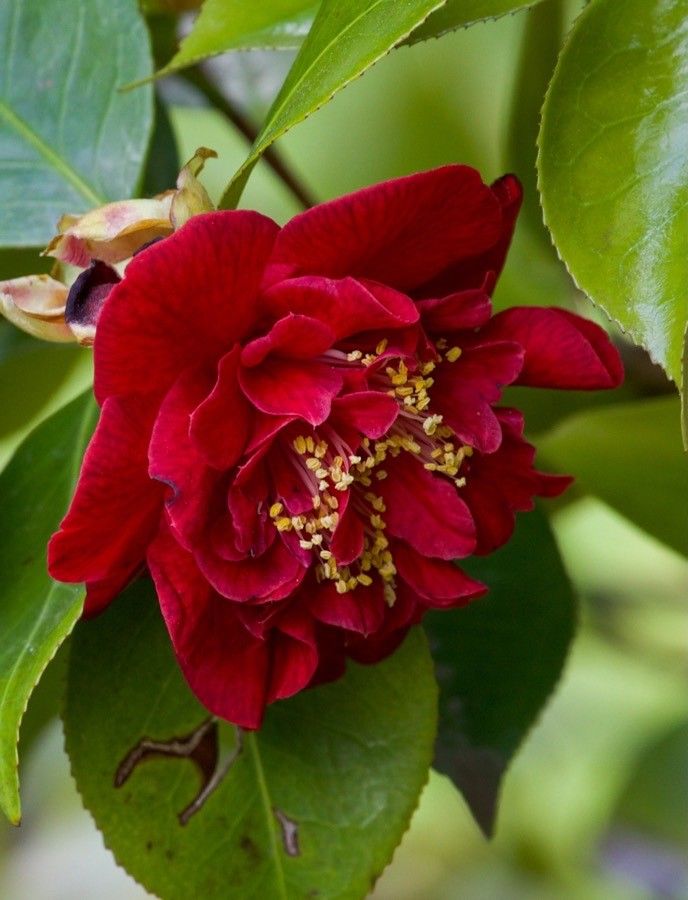 Paeonia moutan flower