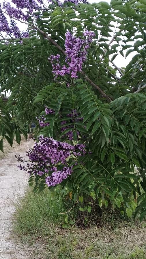 Lonchocarpus violaceus — houseplant care guide