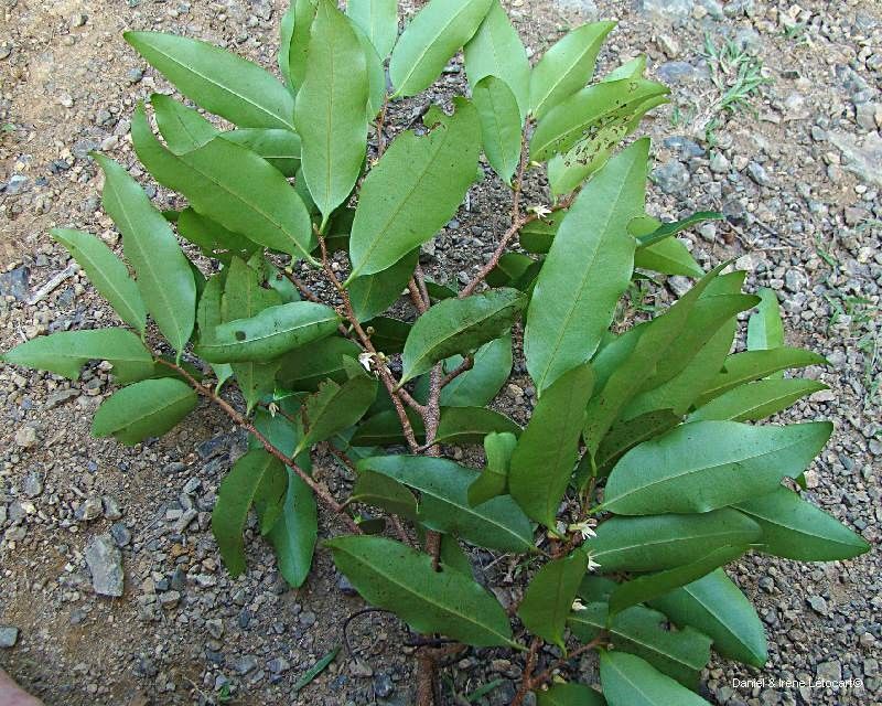 Xylopia vieillardii habit