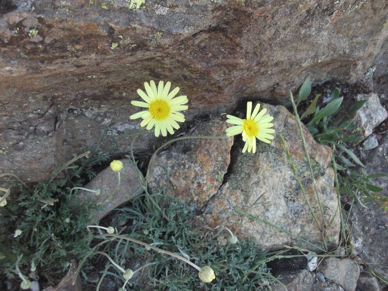 Leucanthemopsis pectinata flower