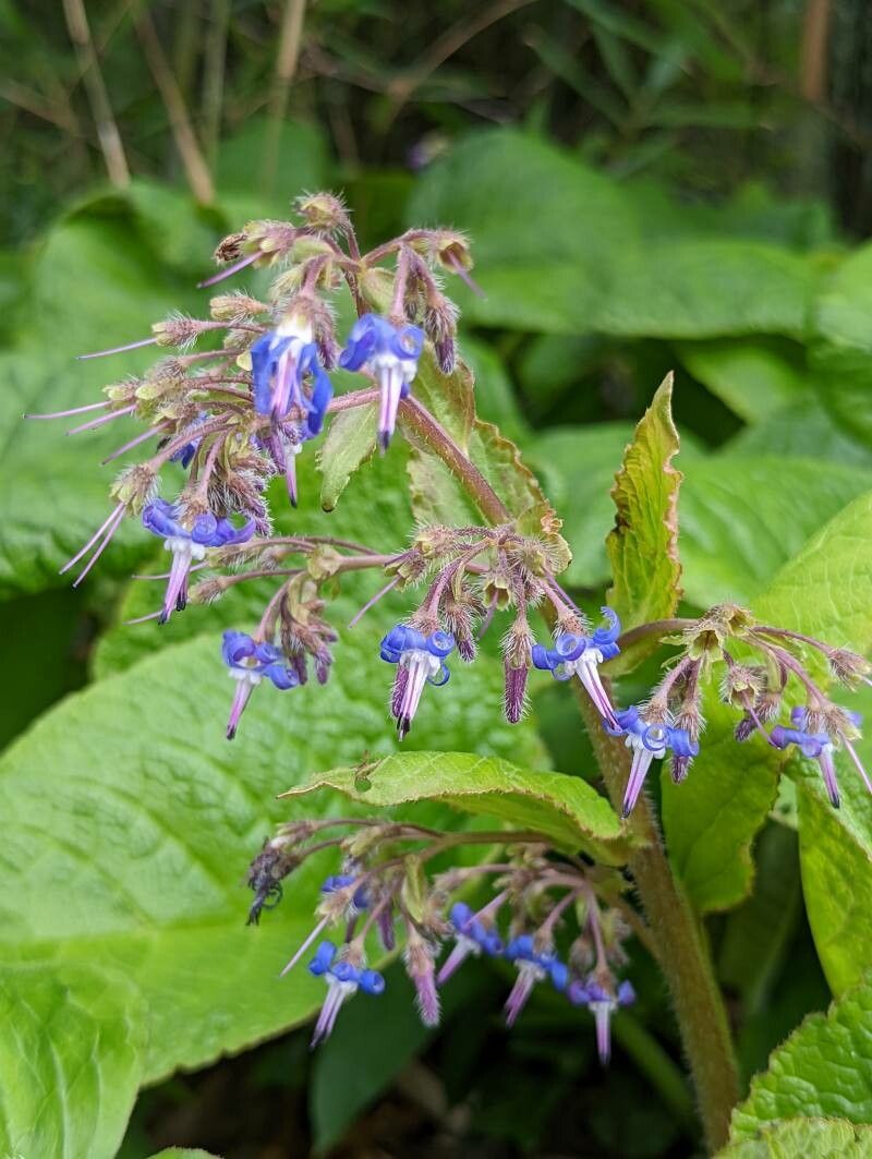 Trachystemon orientalis flower