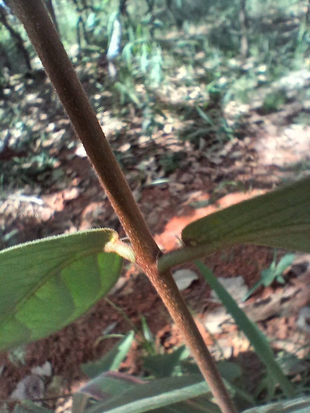 Heteropterys oberdanii bark