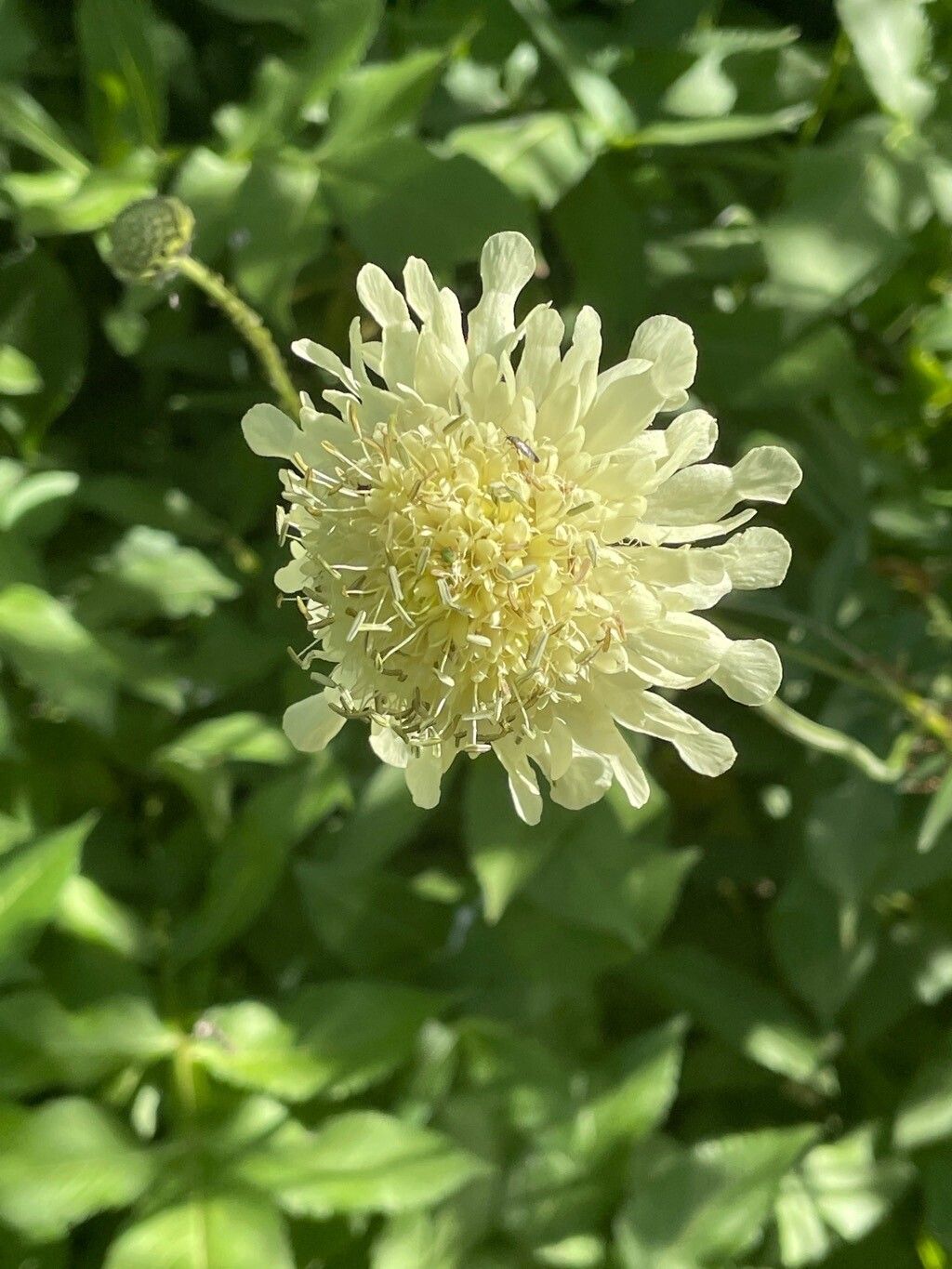 Cephalaria gigantea flower