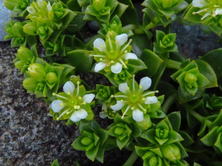 Honckenya peploides flower