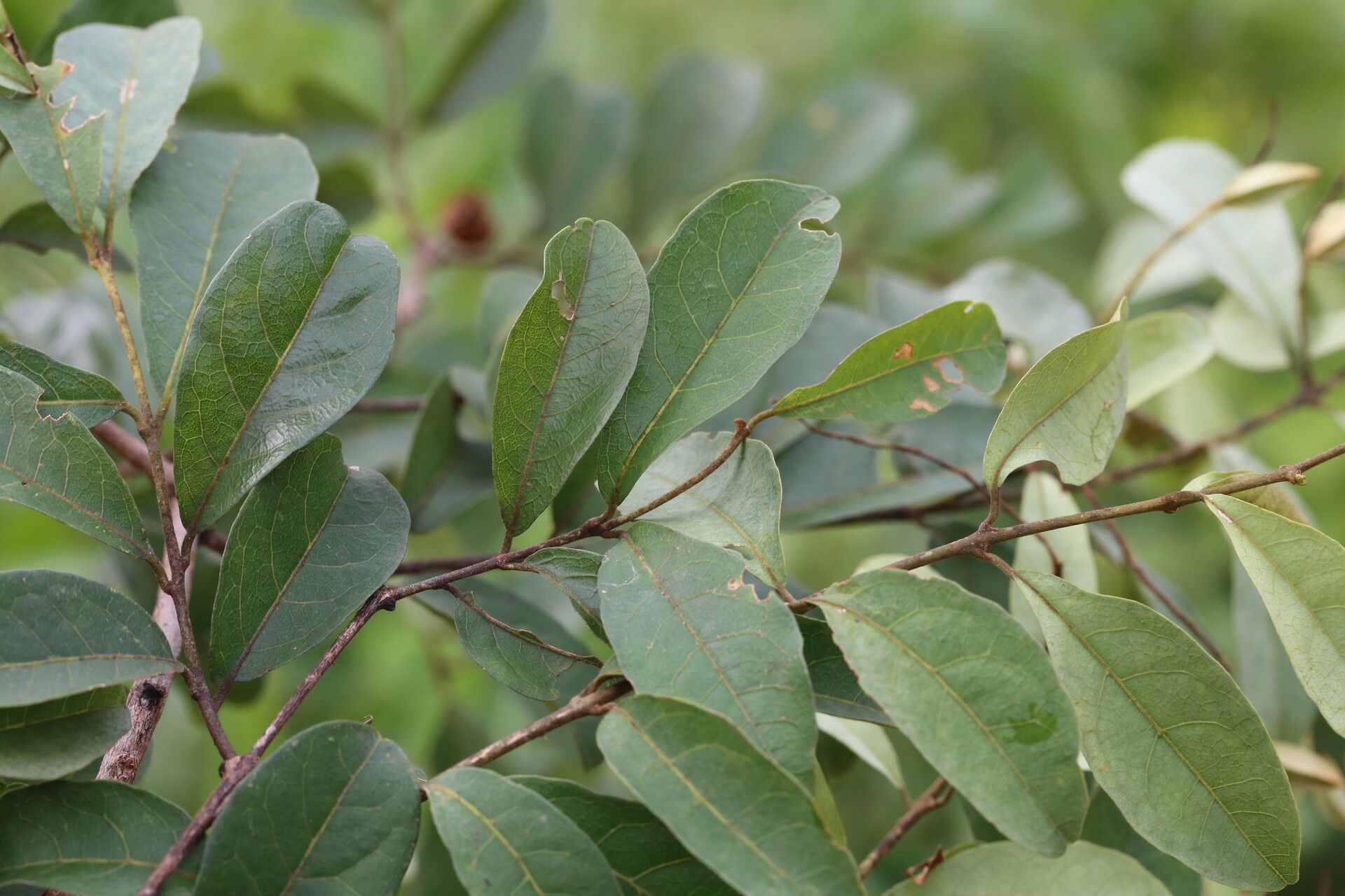Combretum celastroides leaf