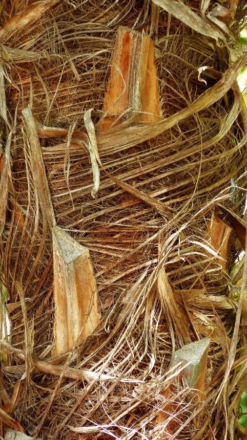 Saribus rotundifolius bark