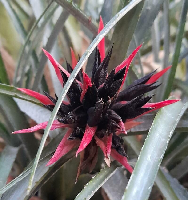 Aechmea recurvata flower