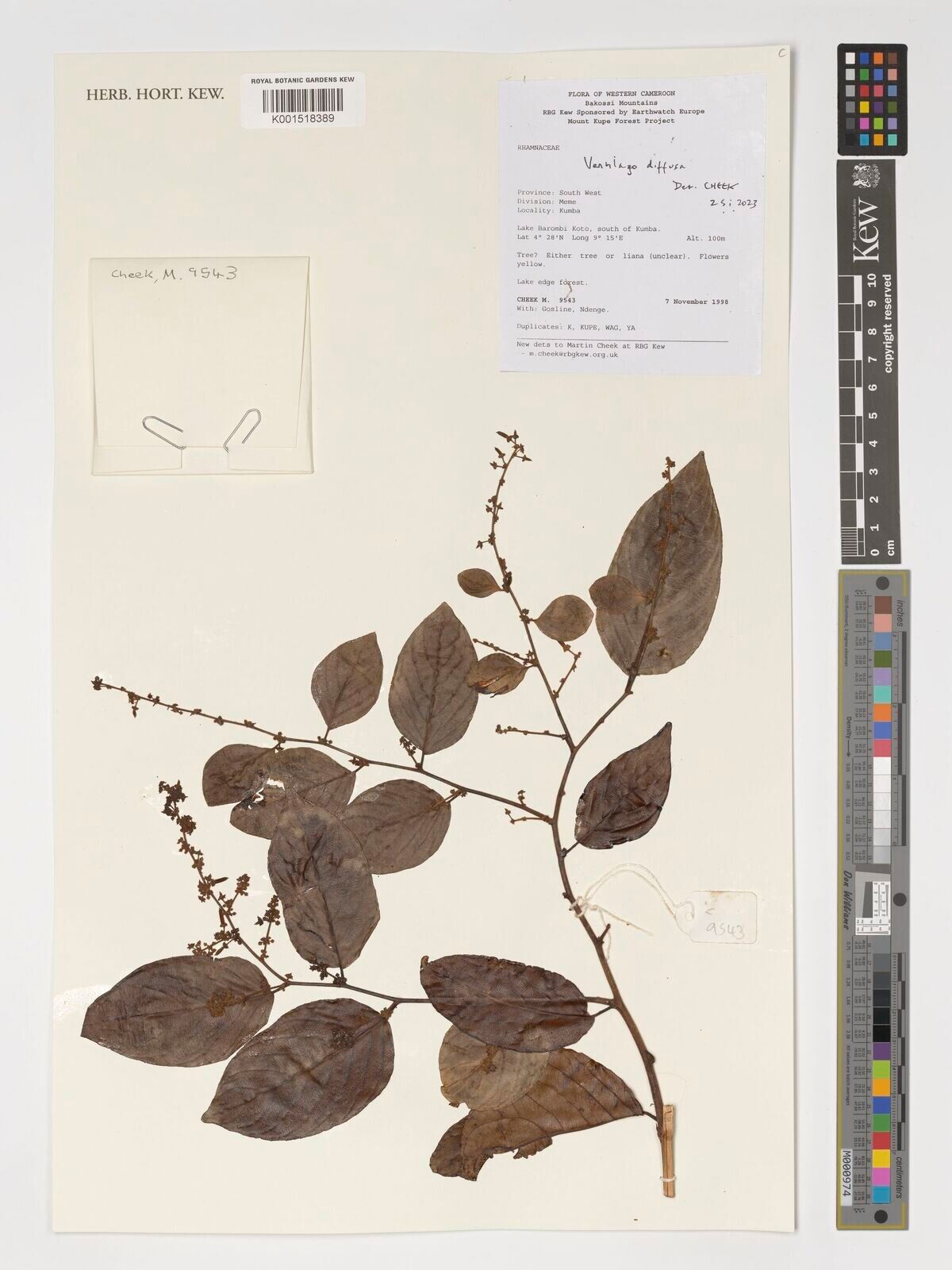 Ventilago diffusa — related species from the same genus