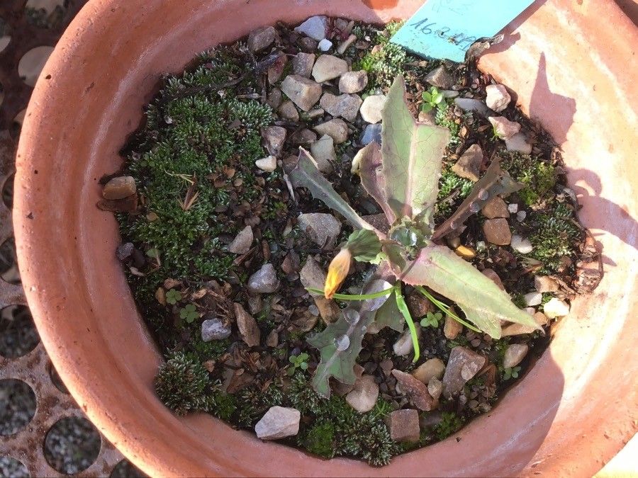 Fritillaria lusitanica leaf