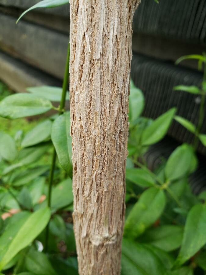 Jasminum simplicifolium bark