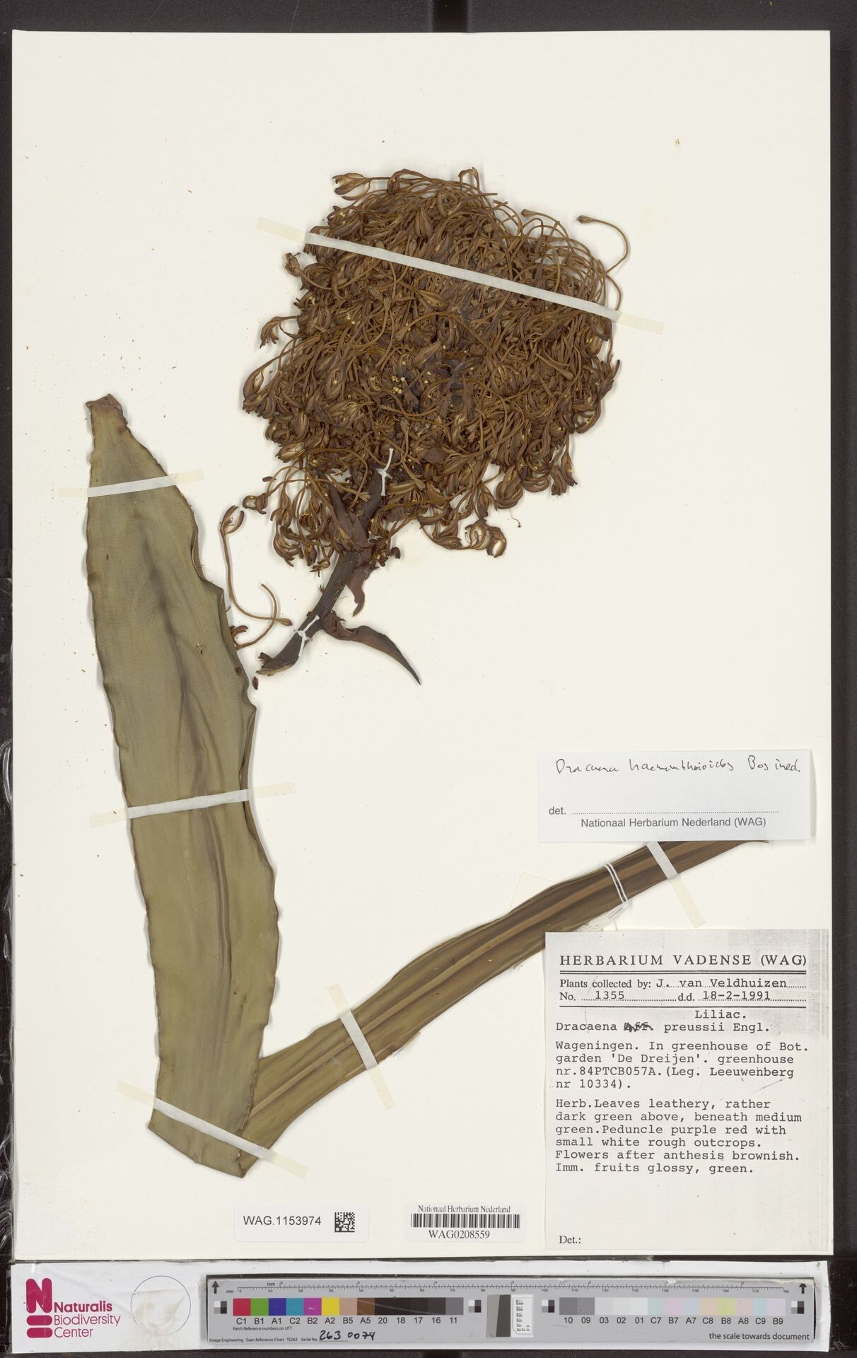 Dracaena haemanthoides — search result for 'Dracaena'