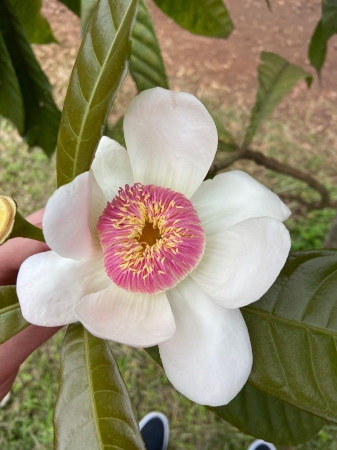 Gustavia augusta flower