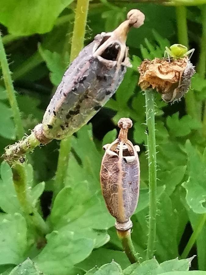 Papaver cambricum fruit
