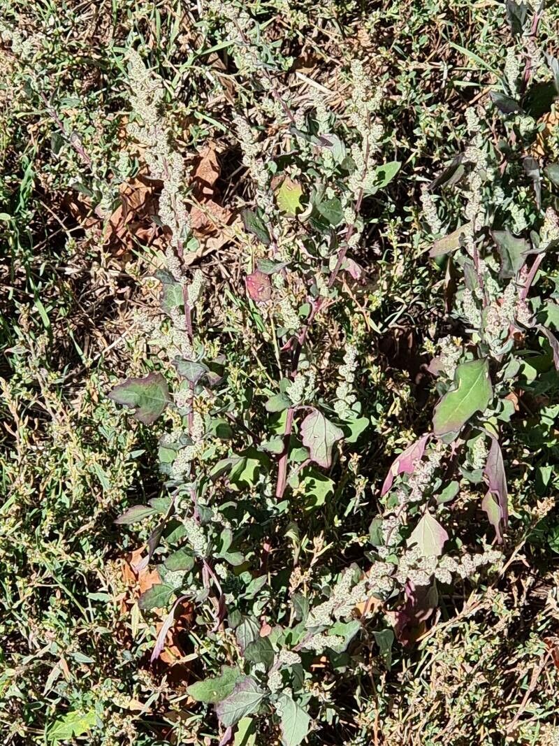 Atriplex rosea leaf