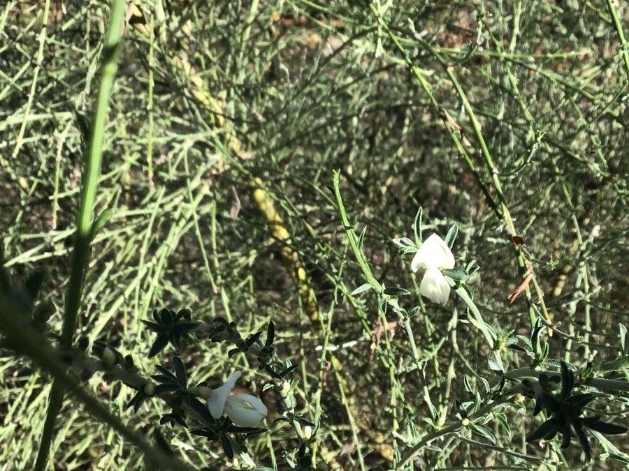 Cytisus multiflorus flower