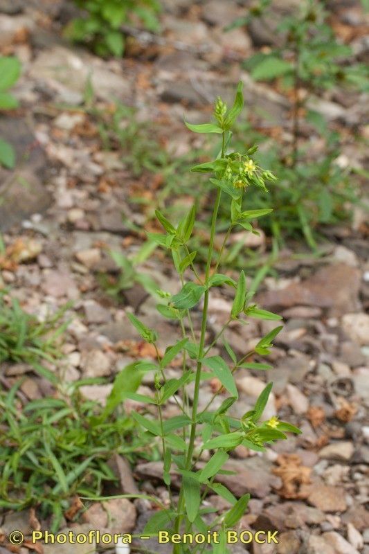 Hypericum majus habit