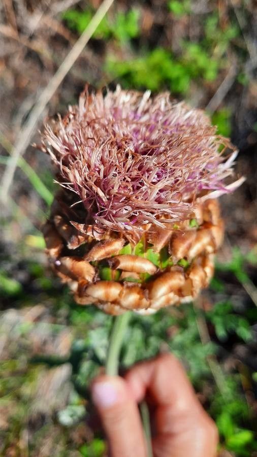 Rhaponticum uniflorum flower