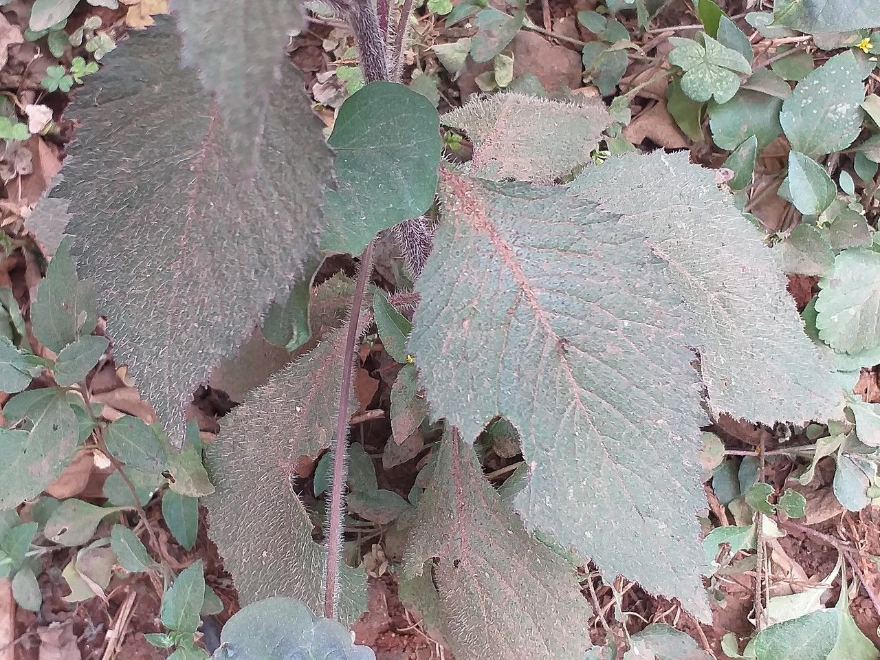 Crassocephalum crepidioides leaf