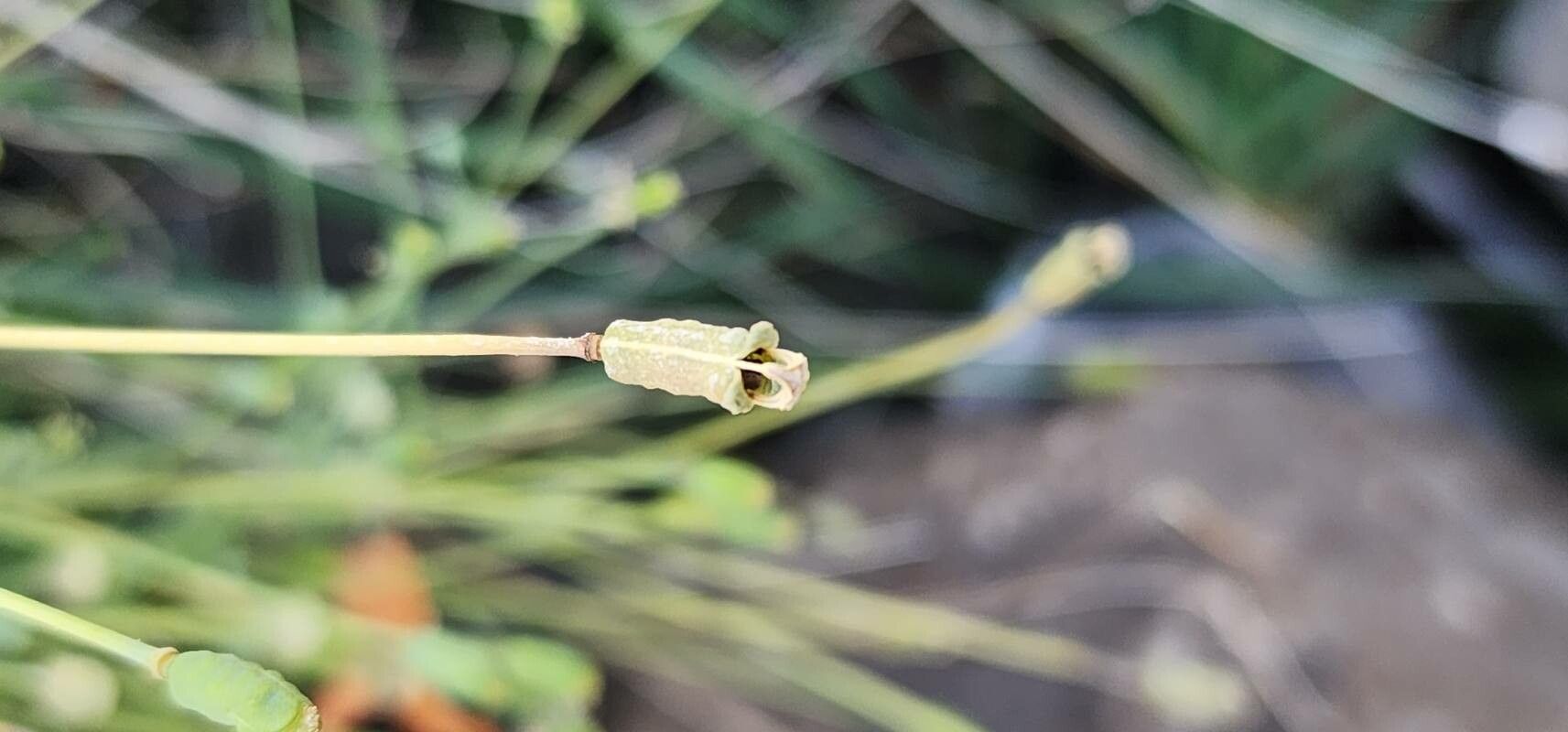 Papaver armeniacum fruit
