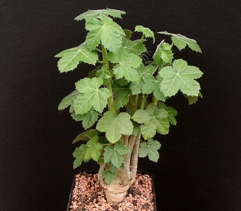 Jatropha spicata habit