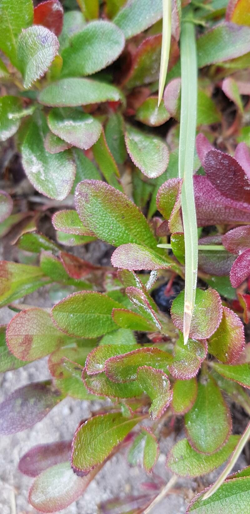 Arctostaphylos alpinus leaf